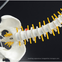 Brand new technology High Quality Anantomical Training Human Lumbar Spine Model